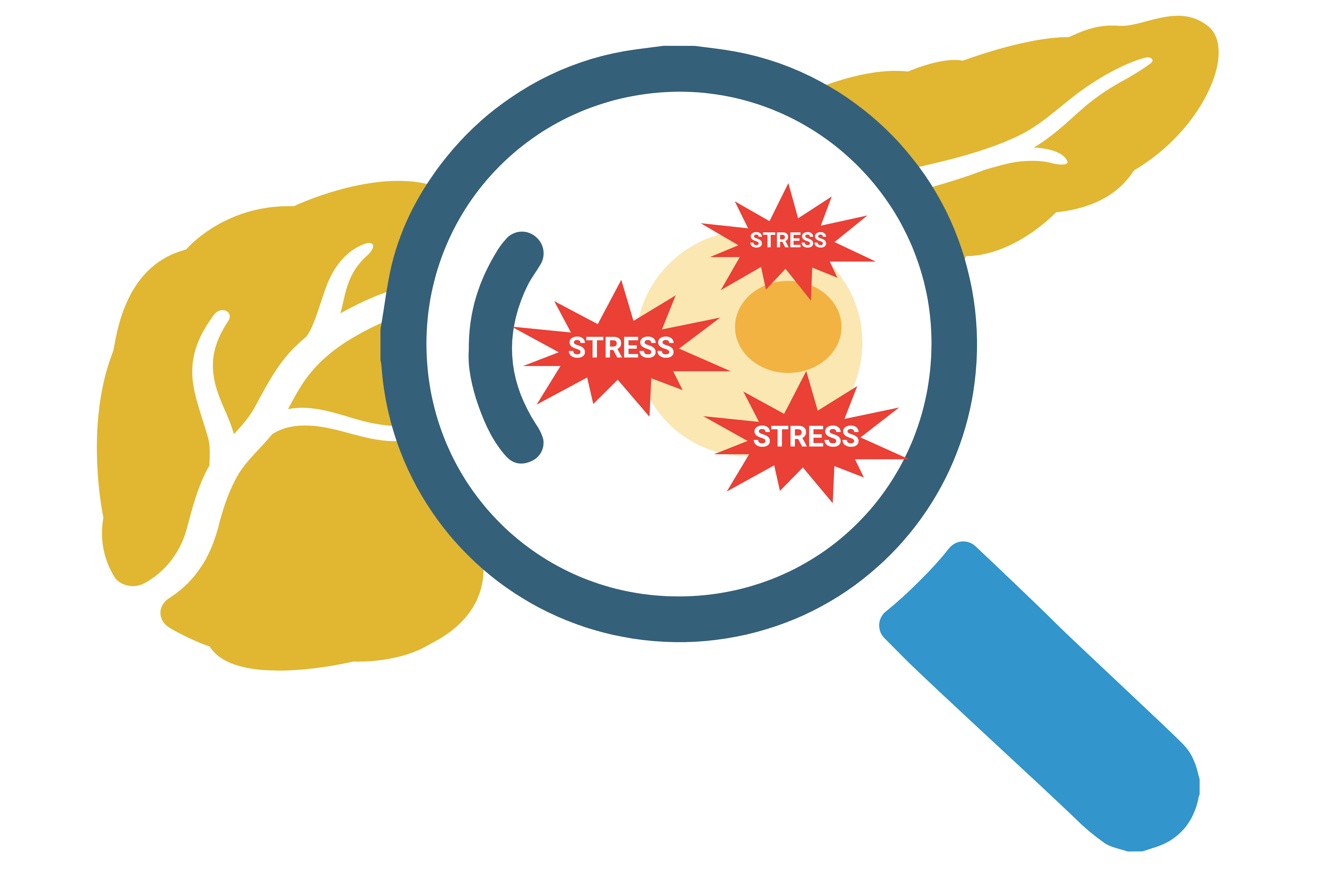 Simplified beta cell stress and tissue analysis icon