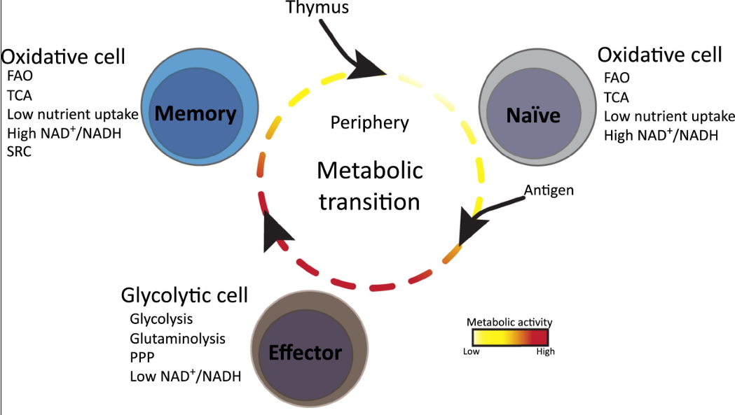 T cell metabolism illustration