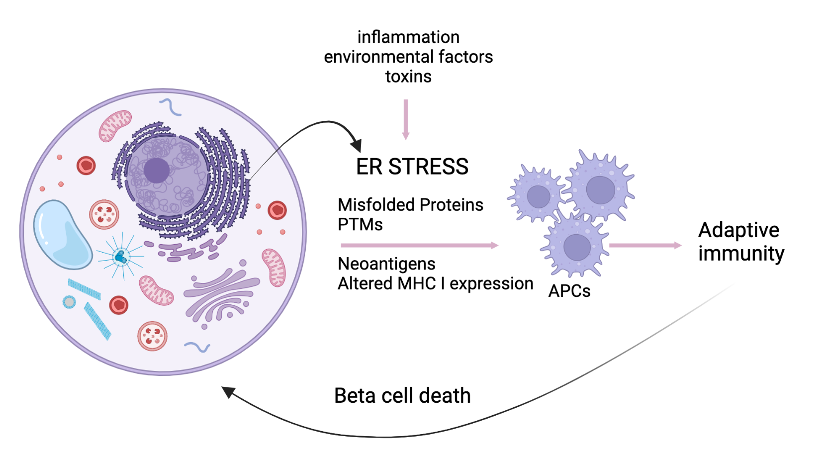Beta cell stress illustration