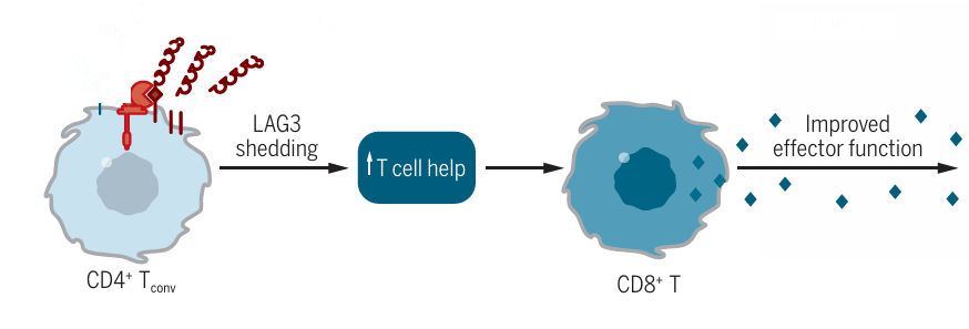 Early biomarker illustration