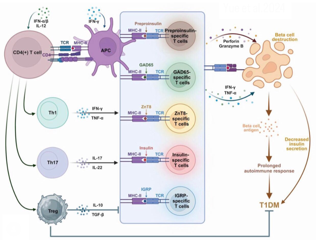 Antigen-specific T cell illustration