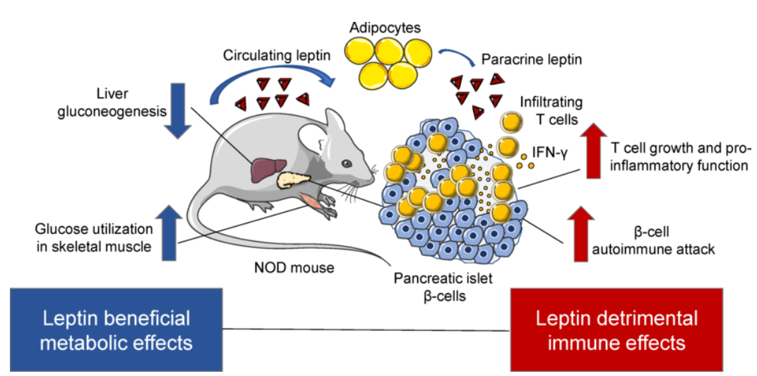 Translational models illustration