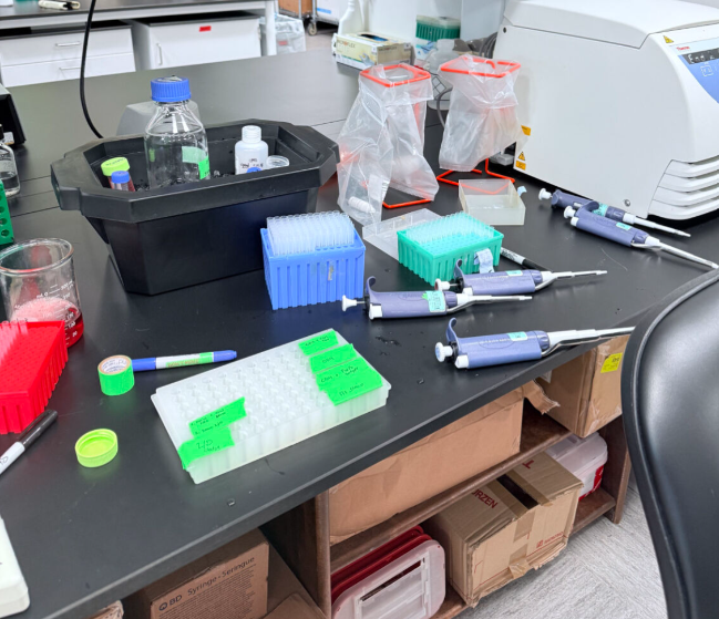 Cell staining workflow
